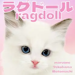 【 ラグドール 】ブルーアイのぬいぐるみキャット！ラグちゃんが横浜元町店に登場！