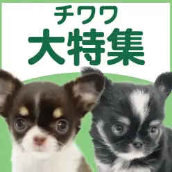 【 チワワ特集 】12/11現在在店中の可愛い世界最小犬種！最新動画は必見！