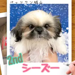 【 シーズー 】シーズーの城山っ子成長報告！2025年12月26日