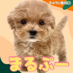 【 MIX 】激甘フェイスと激甘な性格のWパンチ！人気奮闘中のマルプー！