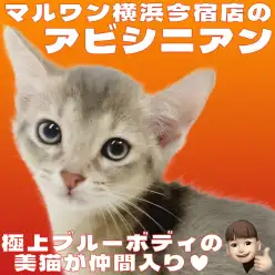 【 アビシニアン 】美しいブルーの被毛を纏った超絶甘えん坊な女の子が横浜に上陸！