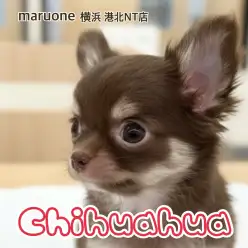 【 チワワ 】手のひらサイズの女の子!カカオ色の天使が仲間入り