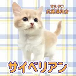 【 サイベリアン 】抜群にお顔が可愛いクリーム＆ホワイトの男の子が浦和に登場
