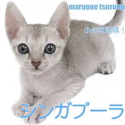 【 シンガプーラ 】公認猫種で最小クラス:まるで小さな妖精のような男の子!