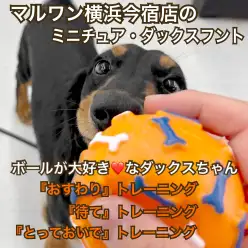 【 ミニチュア・ダックスフント 】大好きなボールで楽しくトレーニング！
