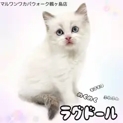 【 ラグドール 】大人しくてマイペース。淡い色合いの優しい女の子
