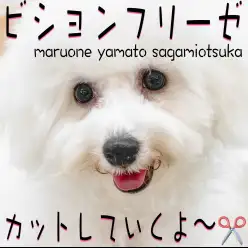 【 ビションフリーゼ 】初めてのカットで可愛さがアップ！いつかはアフロにも挑戦？