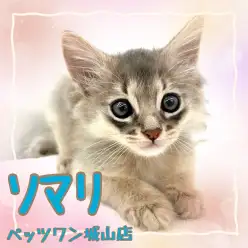 【 ソマリ 】抱っこ中も大好きフミフミする!フレンドリーな甘えんぼにゃんこ!