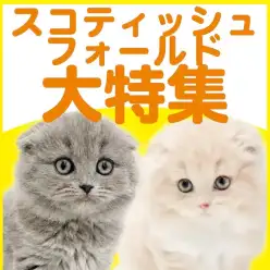 【 スコティッシュフォールド特集 】12/25現在在店中の垂れ耳丸顔にゃんこ！
