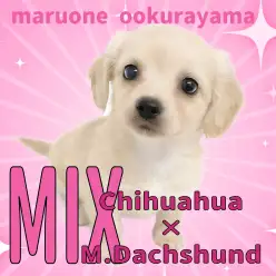 【 MIX 】大倉山店初登場のチワワ×Mダックスのイエローチワックスちゃん!