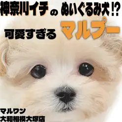 【 マルプー 】神奈川イチのぬいぐるみ犬!?大人気MIXの中でも圧倒的なルックス