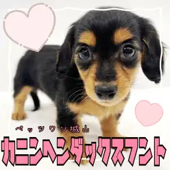 【 カニンヘン・ダックスフント 】凛とした顔の実は甘えん坊でマイペースな女の子