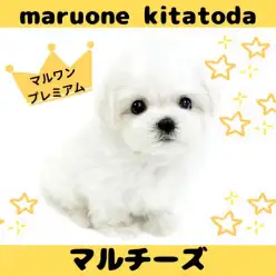 【 マルチーズ 】純白の被毛を纏ったプレミアムプリンセス！マルチーズちゃん入店！
