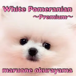 【 ポメラニアン 】仲間入りしてから2週間！短めマズルが自慢のプレミアムワンコ！