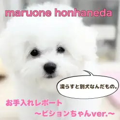 【 ビションフリーゼ 】思いっきり白さを楽しみたい方!涙やけもない純白BOY!