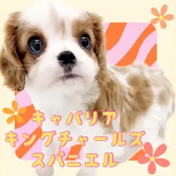 【 キャバリア 】愛嬌満点!大人気キャバリアのあらゆる魅力を徹底解説します!