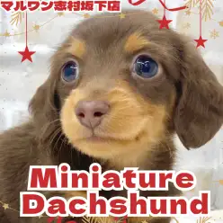 【 ミニチュアダックスフント 】童顔フェイスが可愛すぎるダックスくんが仲間入り!