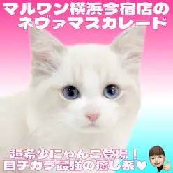 【 ネヴァマスカレード 】超希少種！ブルーの瞳が神秘的な究極のおっとりニャンコ！