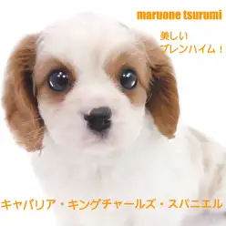 【 キャバリア 】優しく甘えん坊なブレンハイムの女の子！