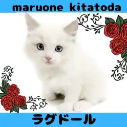 【 ラグドール 】美しすぎる理想の白猫！ラグドールの男の子が仲間入り！
