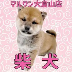 【 柴犬 】魅惑の3頭身ボディ!見事な真ん丸ドスコイ柴犬がやってきた!