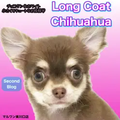 【 チワワ 】小さな体に秘めた大きな魅力！知るほど惹かれるキュートなお姫様