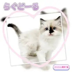 【 ラグドール 】芸術的な配色のシールポイントが可愛い男の子が東京都に降臨！