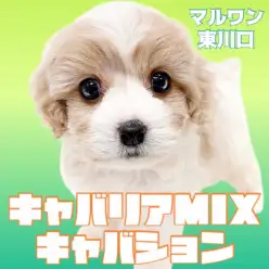 【 MIX 】注目度No.1！人気急上昇中のキャバリアMIXその名もキャバション