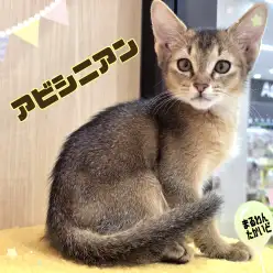 【 アビシニアン 】麗しい姿と甘えんぼな性格にギャップ萌え必至！