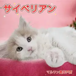 【 サイベリアン 】月齢3ヶ月の子猫が仲間入り！甘えん坊な男の子は最高の癒し系