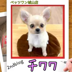 【 チワワ 】城山っ子成長報告！2025年12月25日