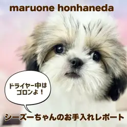 【 シーズー 】お手入れトレーニングバッチリ!ペチャ顔が可愛いイケメンボーイ!