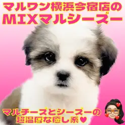 【 MIX 】マルチーズとシーズーのレアなハーフ犬！初心者必見の温厚な女の子！