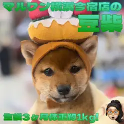 【 豆柴 】生後3ヶ月体重約1kg!可愛いトナカイに変身した最新動画を大公開!