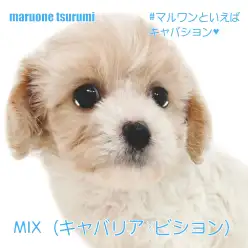 【 MIX 】キャバリア☓ビションフリーゼの男の子が横浜鶴見店に仲間入り！