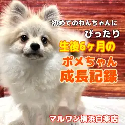 【 ポメラニアン 】ふんわり成長記録!初めてでも安心の癒し系ガール
