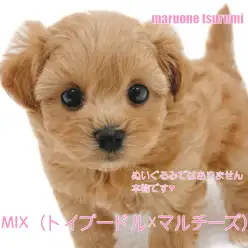 【 MIX 】マルプー！トイプードル×マルチーズの人気犬種が仲間入り！