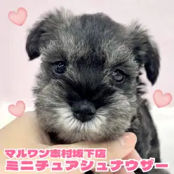 【 ミニチュアシュナウザー 】穏やかな性格が魅力！小さめなシュナちゃんが登場！