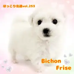 【 ほっこり北通Vol.253 】人が大好きな男の子！純白のビションフリーゼ