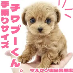 【 チワプー 】チワワの小さい身体にトイプードルの被毛を受け継いだ男の子！