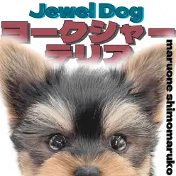 【 ヨーキー 】愛らしいルックスと愛情深さに注目のヨークシャーテリアの女の子！