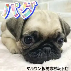 【 パグ 】きゅるんと輝く瞳が可愛さ倍増!パグの女の子が志村坂下店に新しく登場!
