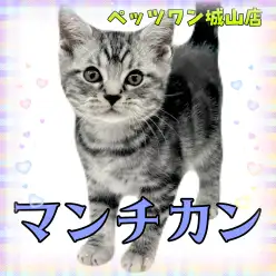 【 マンチカン 】魅力たっぷり!見て触れて癒されるマンチちゃん