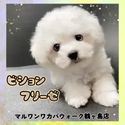 【 ビションフリーゼ 】天性のコミュ力の持ち主！両親が小さめの男の子