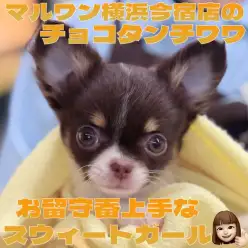 【 チワワ 】生後3ヶ月体重840g！お留守番上手なチョコタンカラーの女の子！