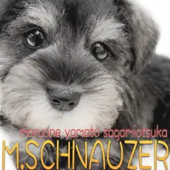 【 シュナウザー 】初心者でもお任せあれ!可愛いルックスと仕草に大注目の女の子!