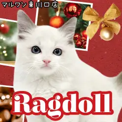 【 ラグドール 】大人気猫種ラグドール登場！可愛すぎる表情にご注目ください！