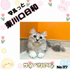 【 マルッと東川口日和No.117 】サイべちゃんのまったりライフに密着！