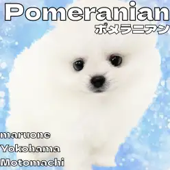 【 ポメラニアン 】可愛さMAX！白雪ポメちゃんが横浜元町店に登場！