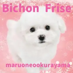 【 ビションフリーゼ 】 陽キャパワー全開のピュアホワイトのプリンセス!